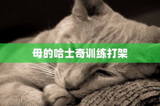 母的哈士奇訓練打架