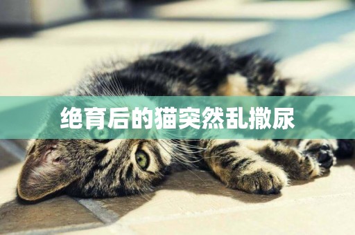 絕育后的貓突然亂撒尿