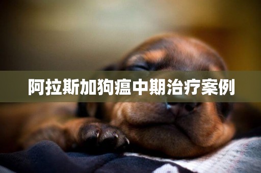 阿拉斯加狗瘟中期治療案例
