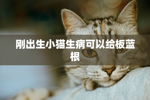 剛出生小貓生病可以給板藍根