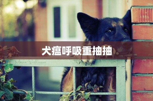 犬瘟呼吸重抽抽