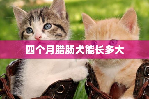 四個月臘腸犬能長多大
