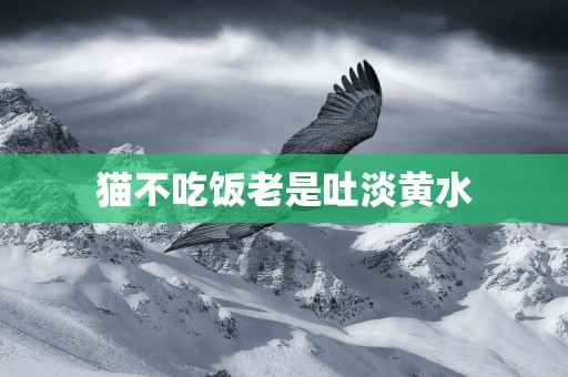 貓不吃飯老是吐淡黃水