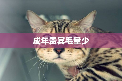 成年貴賓毛量少