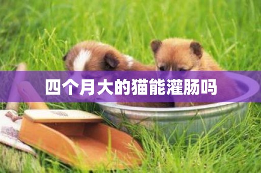 四個月大的貓能灌腸嗎