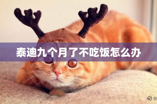 泰迪九個月了不吃飯怎么辦