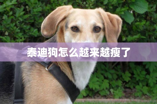 泰迪狗怎么越來越瘦了