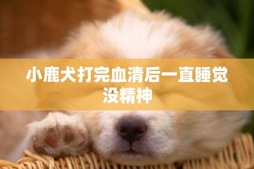 小鹿犬打完血清后一直睡覺沒精神
