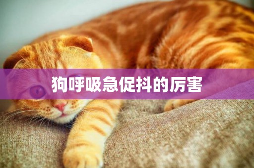 狗呼吸急促抖的厲害