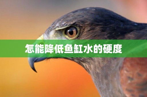 怎能降低魚缸水的硬度