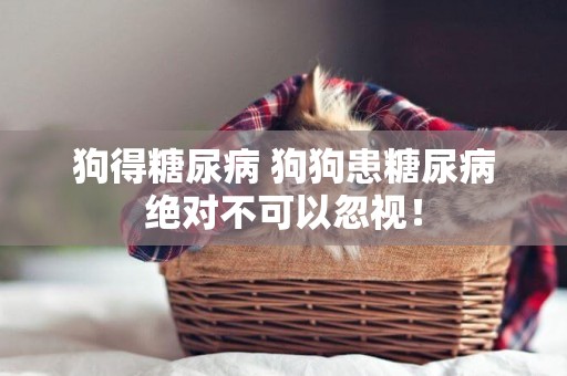 狗得糖尿病 狗狗患糖尿病絕對不可以忽視！