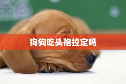 狗狗吃頭孢拉定嗎