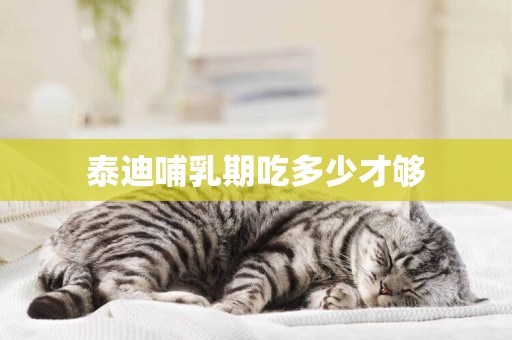 泰迪哺乳期吃多少才夠