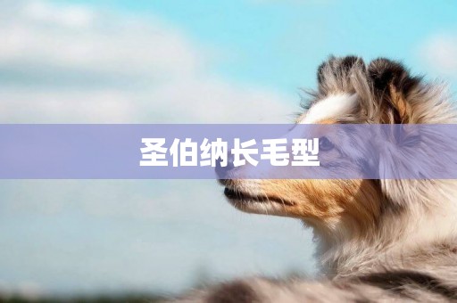 圣伯納長毛型