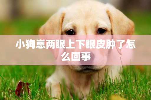 小狗崽兩眼上下眼皮腫了怎么回事