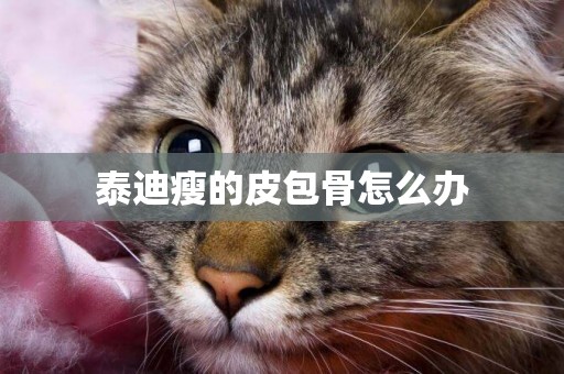 泰迪瘦的皮包骨怎么辦