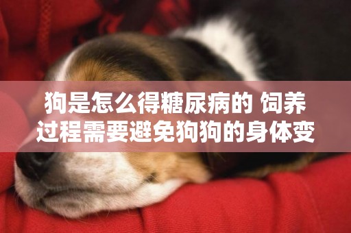 狗是怎么得糖尿病的 飼養過程需要避免狗狗的身體變化