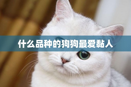 什么品種的狗狗最愛黏人