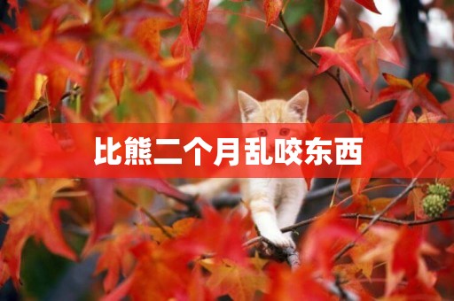 比熊二個月亂咬東西