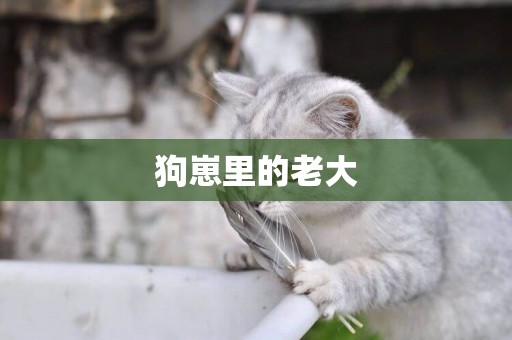 狗崽里的老大