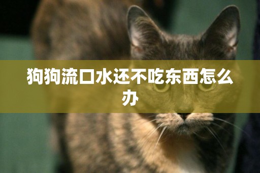 狗狗流口水還不吃東西怎么辦