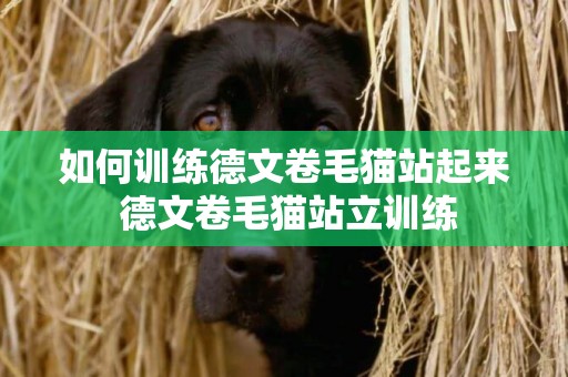 如何訓練德文卷毛貓站起來 德文卷毛貓站立訓練