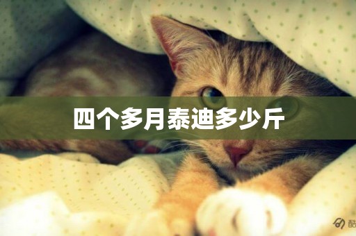 四個多月泰迪多少斤