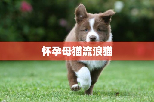 懷孕母貓流浪貓