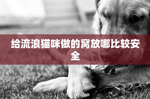 給流浪貓咪做的窩放哪比較安全