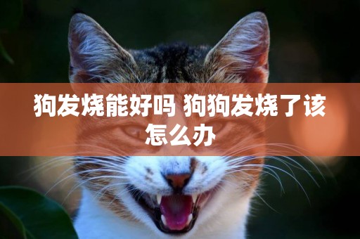 狗發燒能好嗎 狗狗發燒了該怎么辦