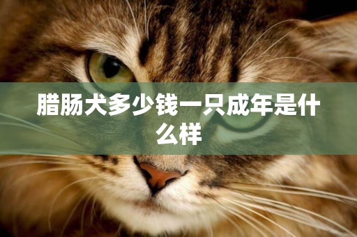 臘腸犬多少錢一只成年是什么樣