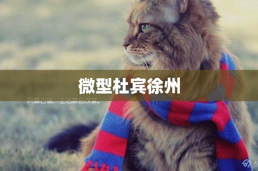 微型杜賓徐州