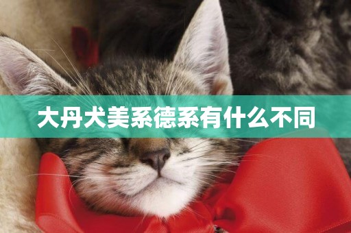 大丹犬美系德系有什么不同