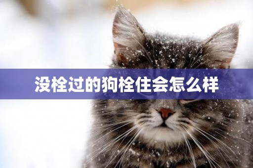 沒栓過的狗栓住會怎么樣
