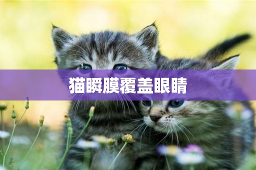 貓瞬膜覆蓋眼睛