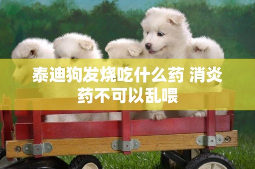 泰迪狗發燒吃什么藥 消炎藥不可以亂喂