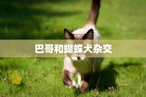 巴哥和蝴蝶犬雜交