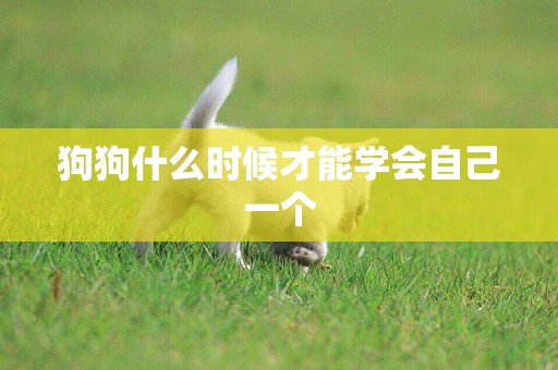 狗狗什么時候才能學會自己一個
