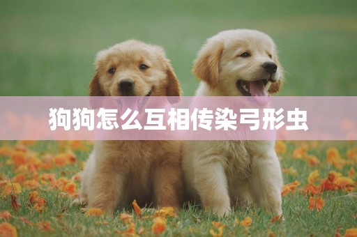 狗狗怎么互相傳染弓形蟲