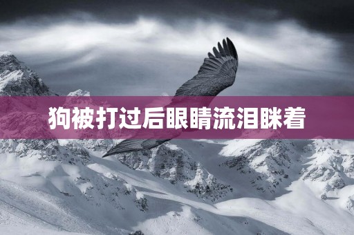 狗被打過后眼睛流淚瞇著