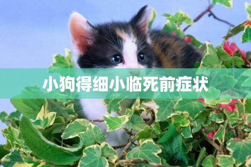 小狗得細小臨死前癥狀