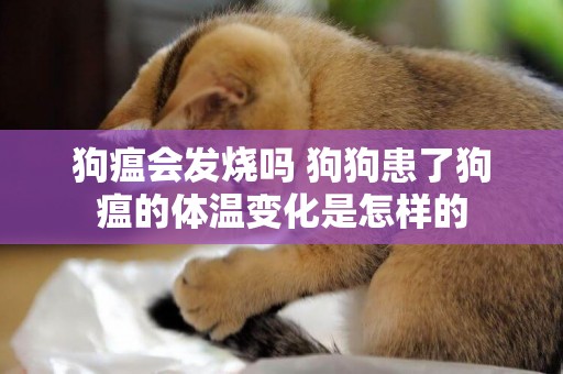 狗瘟會發燒嗎 狗狗患了狗瘟的體溫變化是怎樣的