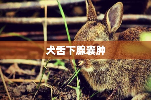 犬舌下腺囊腫