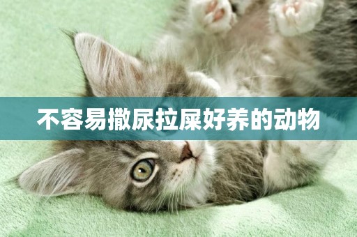 不容易撒尿拉屎好養的動物