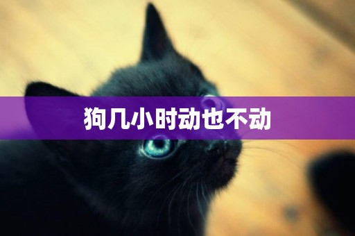 狗幾小時動也不動