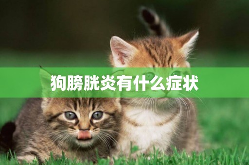 狗膀胱炎有什么癥狀