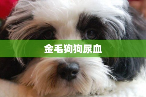 金毛狗狗尿血