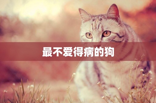 最不愛得病的狗