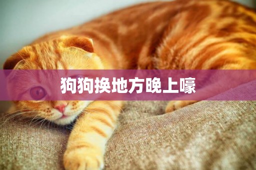 狗狗換地方晚上嚎