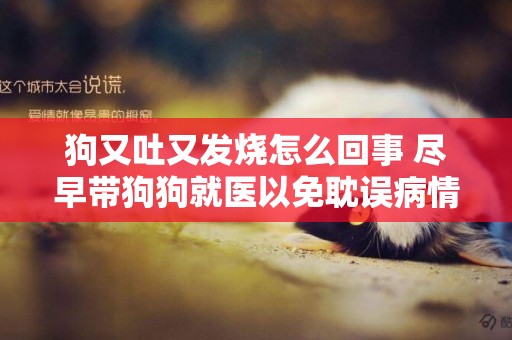狗又吐又發燒怎么回事 盡早帶狗狗就醫以免耽誤病情